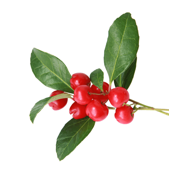 Wintergreen Berry