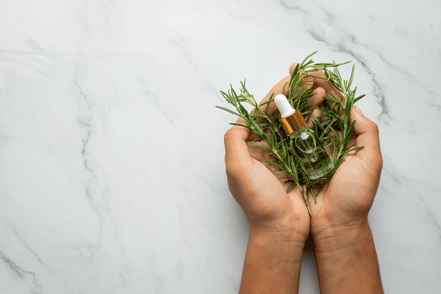 hand holding Rosemary fresh plant and bottle of rosemary oil