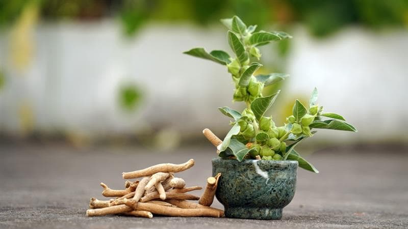 Ashwagandha plant in a pot