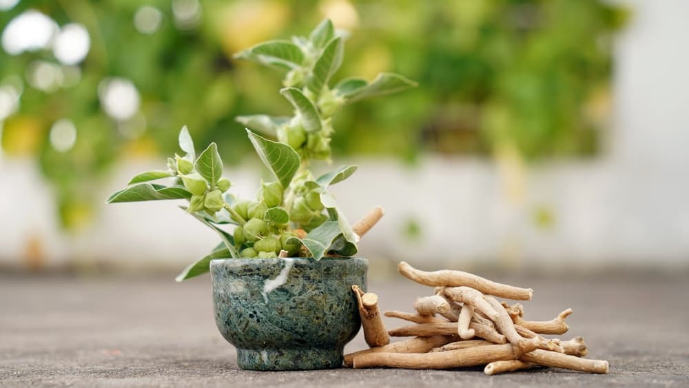 Ashwagandha Melatonin Gummies