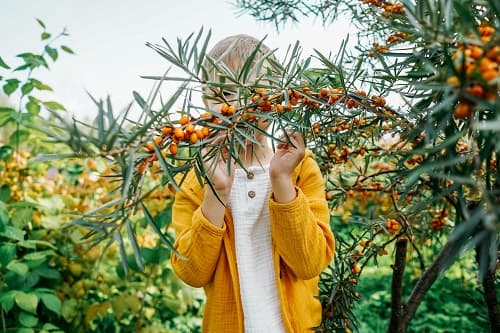 Can Sea Buckthorn Support Your Lung-Smart Routine